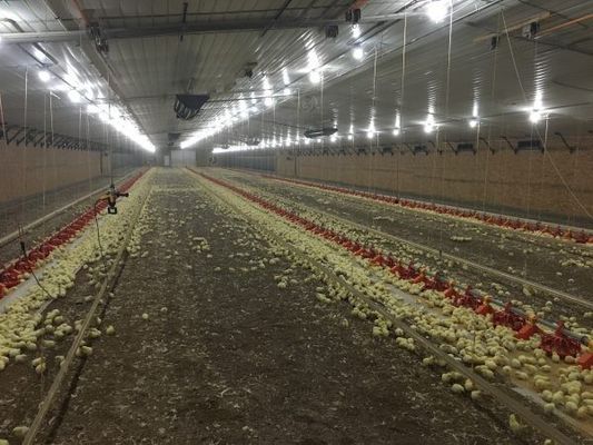 Galvanizli Hafif Çelik Çerçeve İnşaat Tavuk Evi Tavuk Çiftliği Bolt Bağlantısı