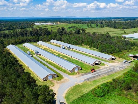 Prefab çelik yapısı Tavuk evi Broiler çiftliği Çelik çerçeve bina inşaatı