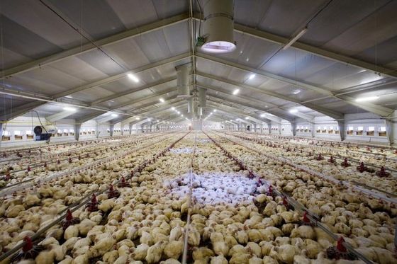 Galvanizli Çelik Yapı Kapalı Tipi Çevre Kontrollü Ticari Tavuk Evi